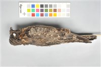 藏品(臺灣夜鷹)的圖片